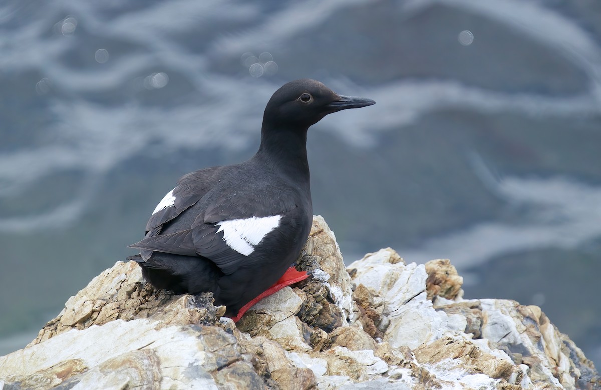 Pigeon Guillemot - ML620093416