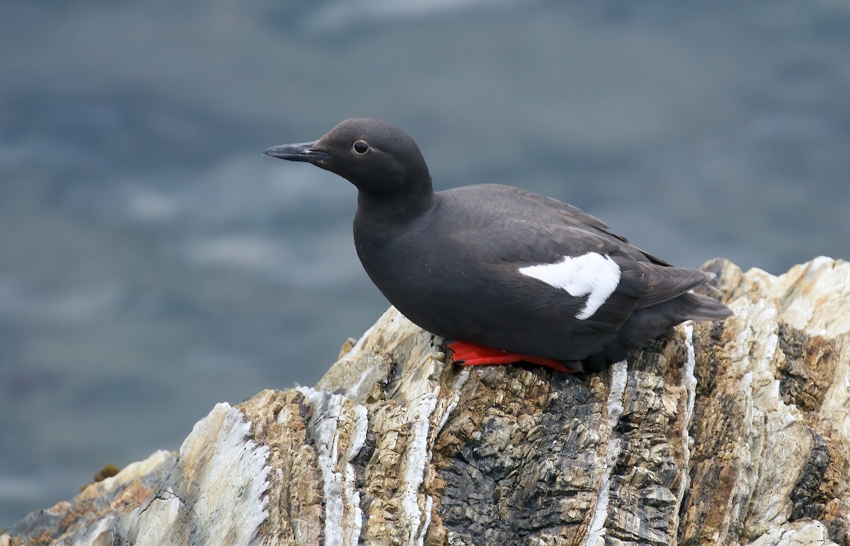 Pigeon Guillemot - ML620093418