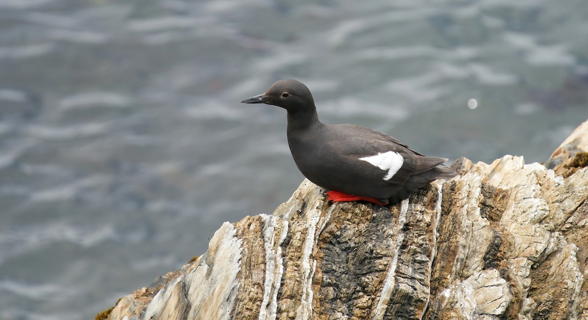 Pigeon Guillemot - ML620093419