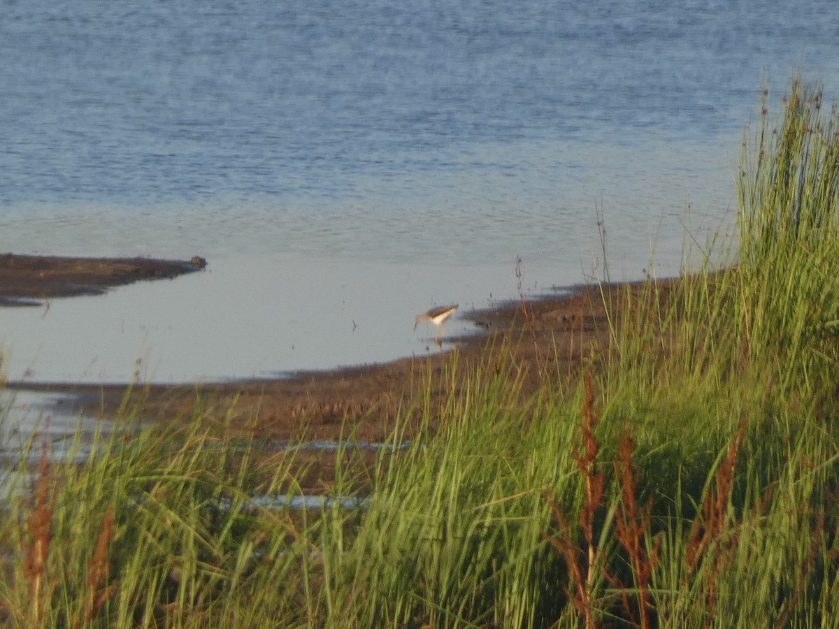 Lesser Yellowlegs - ML620093428