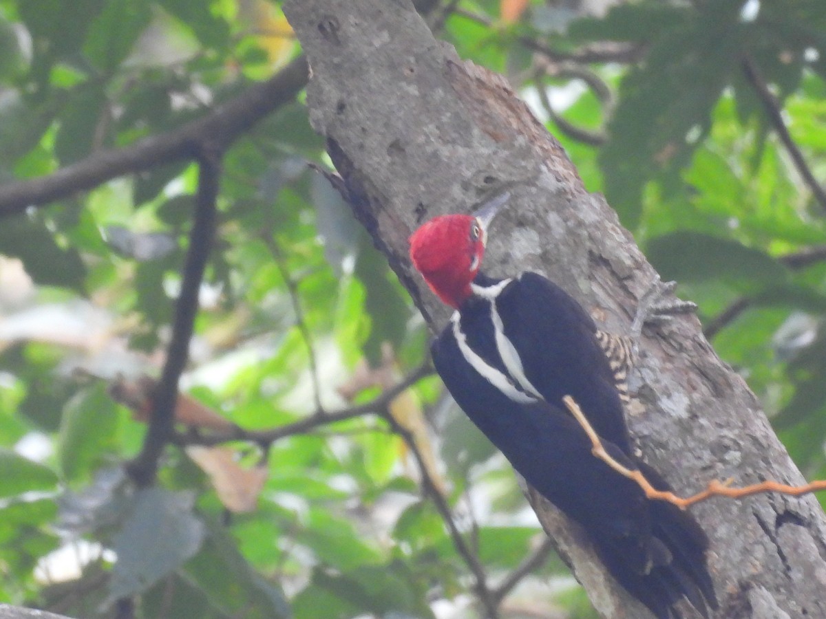 Crimson-crested Woodpecker - ML620093429