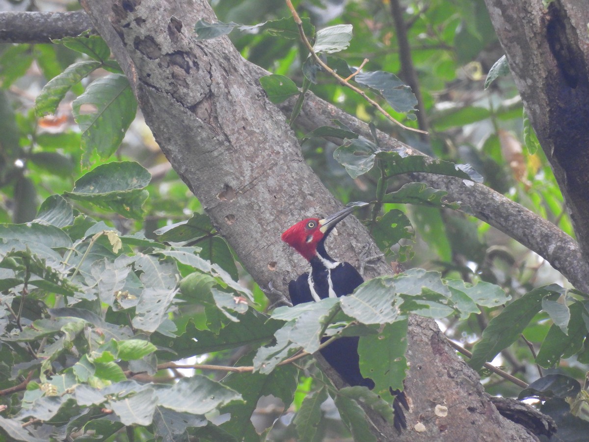 Crimson-crested Woodpecker - ML620093430
