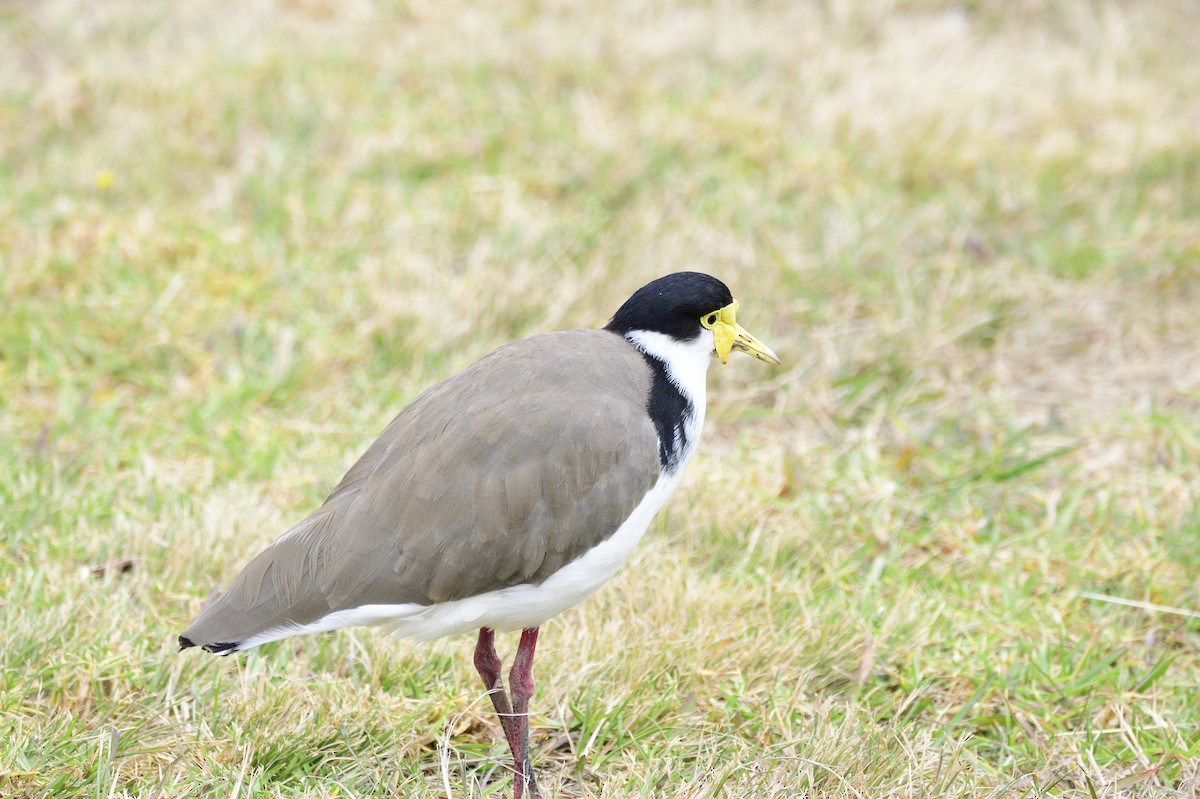 Masked Lapwing - ML620093433