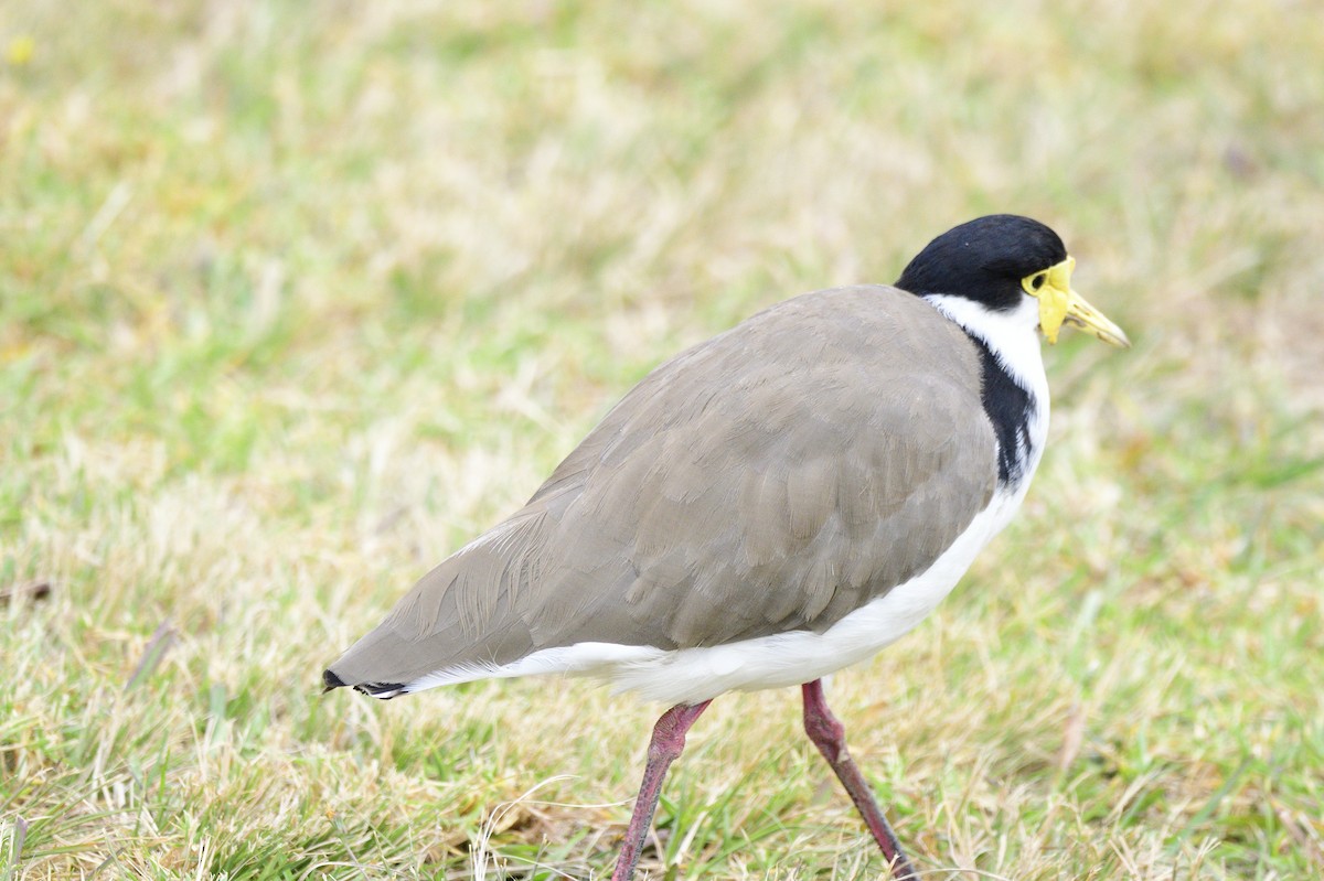 Masked Lapwing - ML620093434