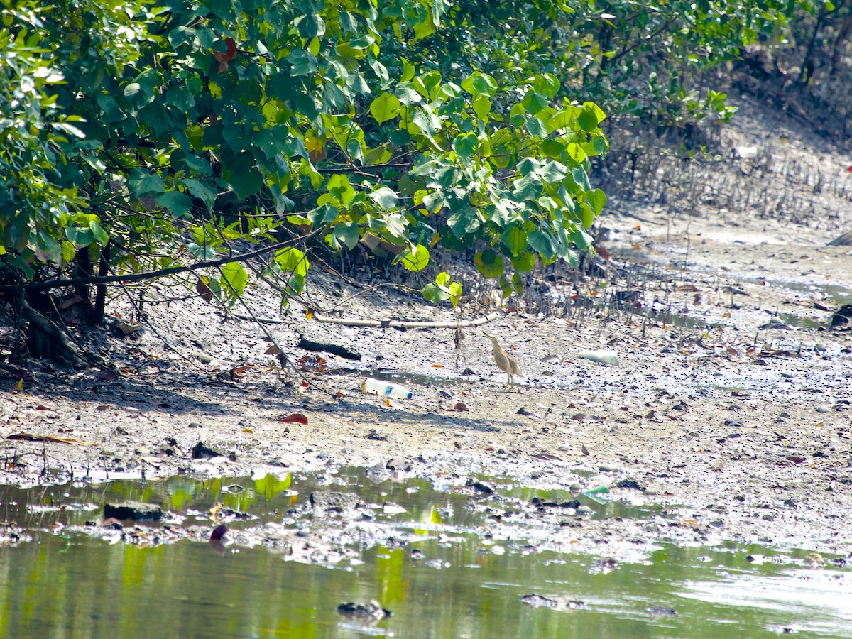 mangrovehegre - ML620093435