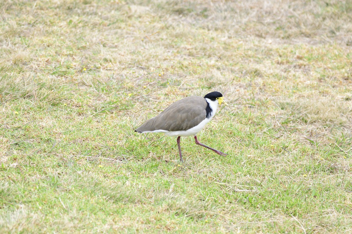 Masked Lapwing - ML620093438