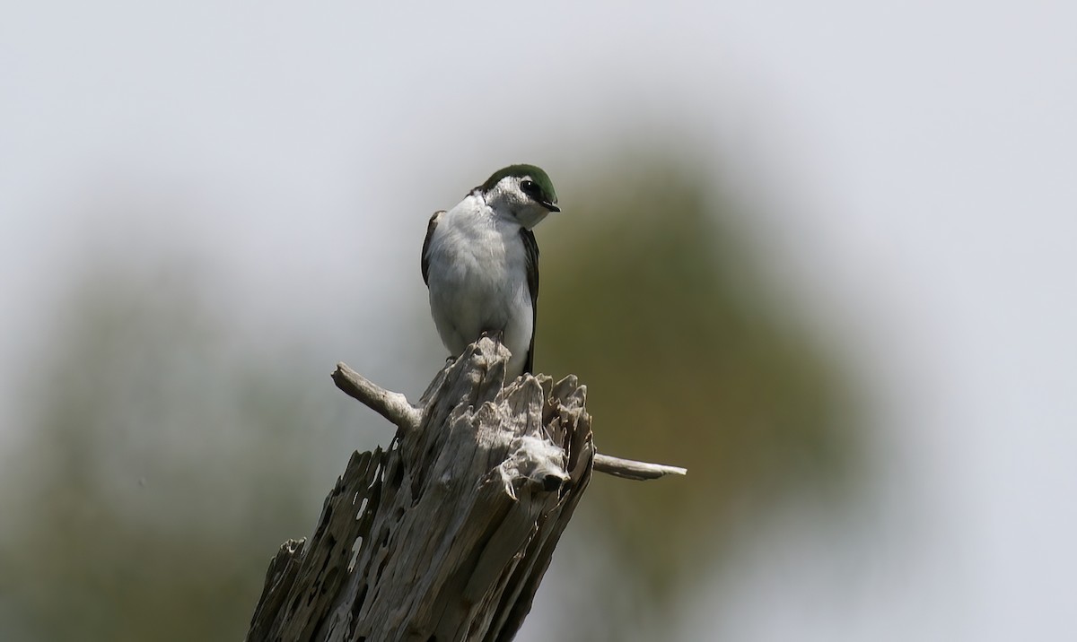 Violet-green Swallow - ML620093439