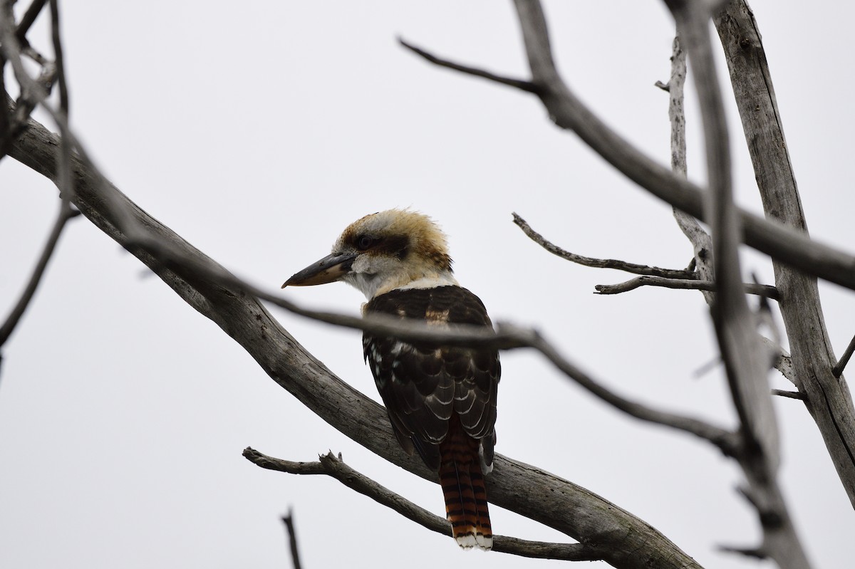 Laughing Kookaburra - ML620093444