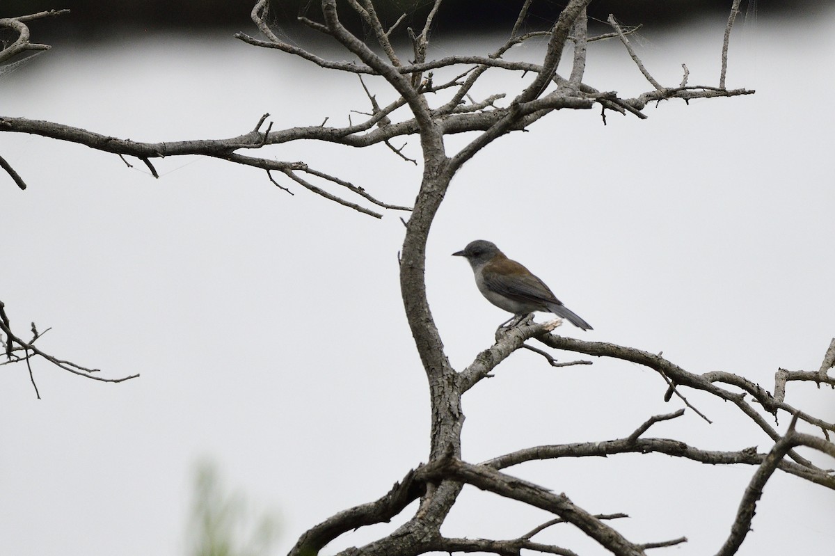 Gray Shrikethrush - ML620093447