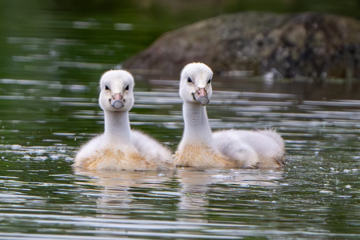 Cisne Trompetero - ML620093454