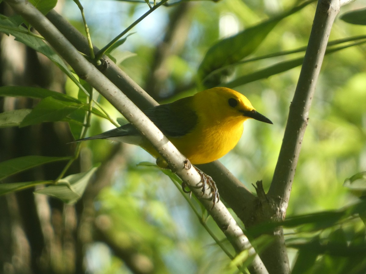 Prothonotary Warbler - ML620093456