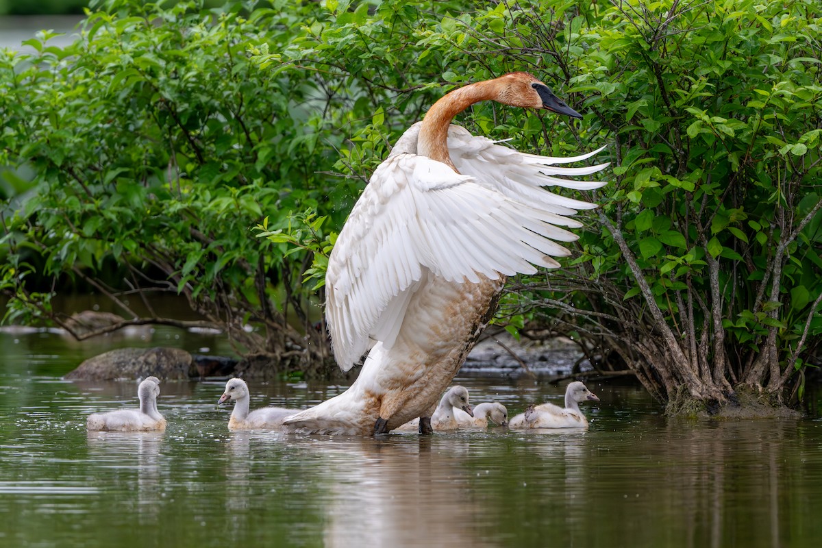 Trompeterschwan - ML620093462