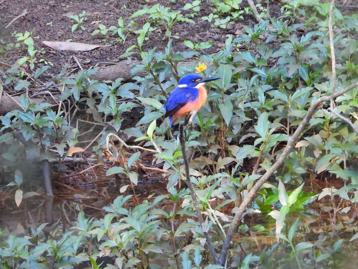 Azure Kingfisher - ML620093463