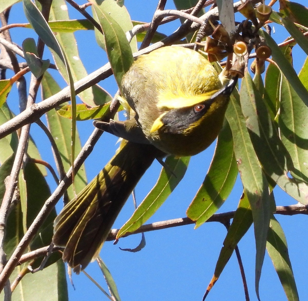 Yellow-tufted Honeyeater - ML620093464