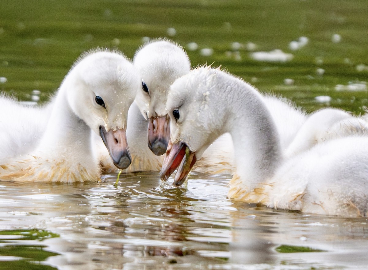 Cisne Trompetero - ML620093468