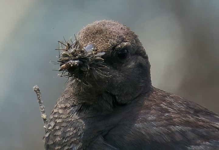 Brewer's Blackbird - ML620093469