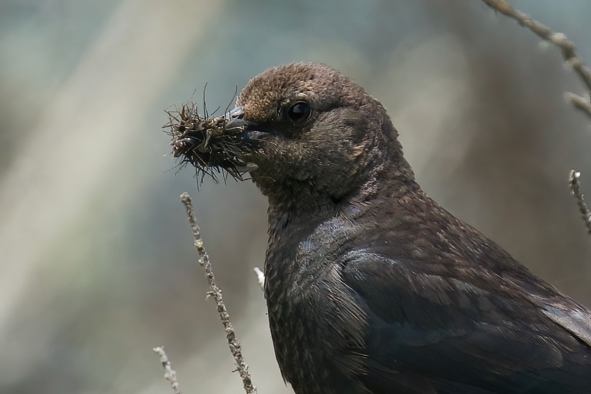 Brewer's Blackbird - ML620093470