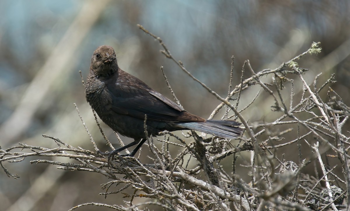 Brewer's Blackbird - ML620093473