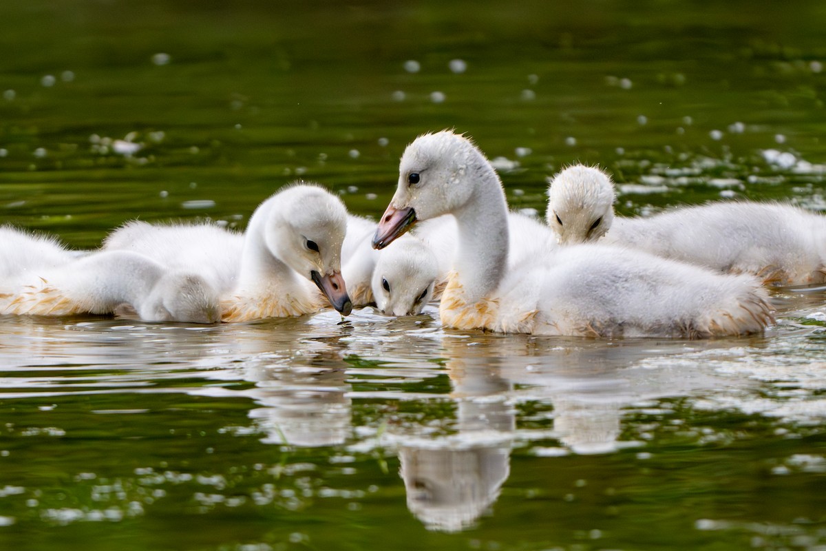 Cisne Trompetero - ML620093475