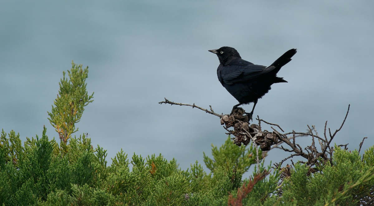 Brewer's Blackbird - ML620093476