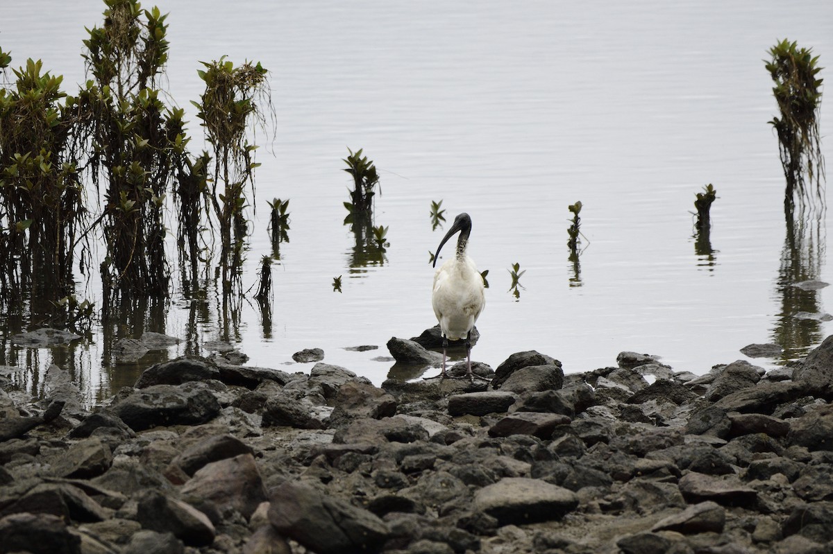 Australian Ibis - ML620093479