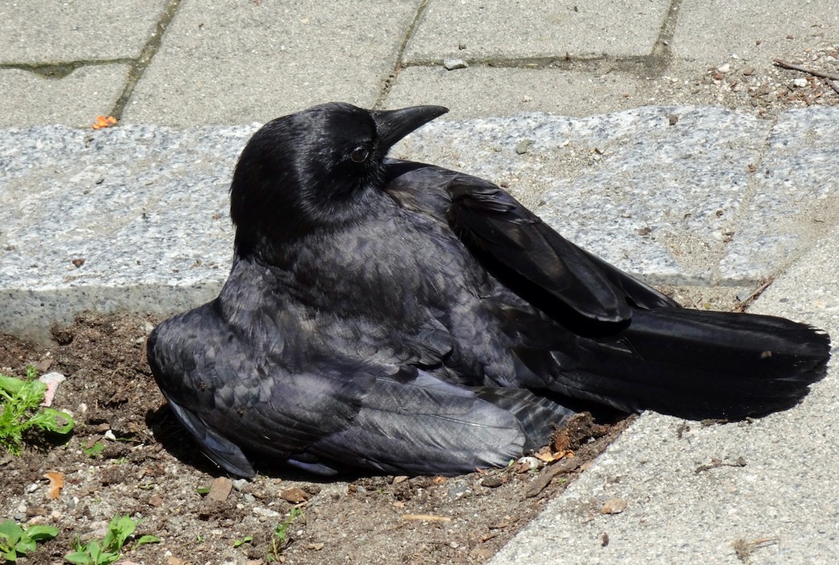 American Crow - ML620093499