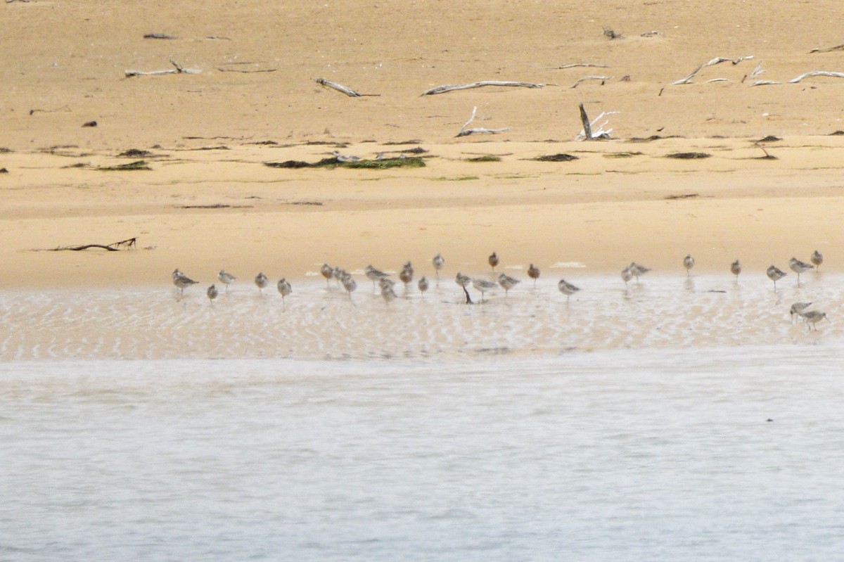 Bar-tailed Godwit - ML620093511