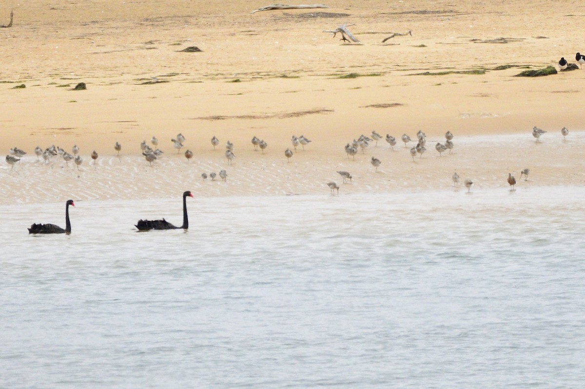 Bar-tailed Godwit - ML620093512