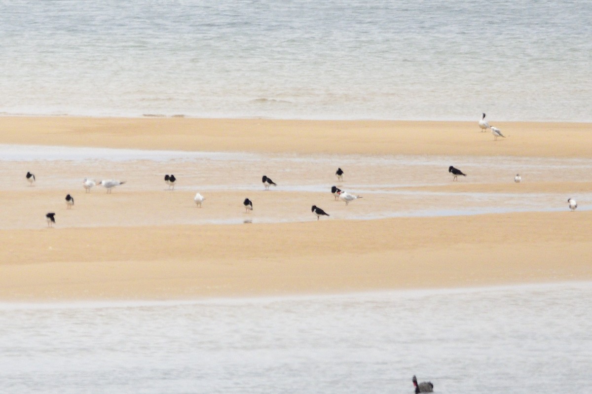 Pied Oystercatcher - ML620093523