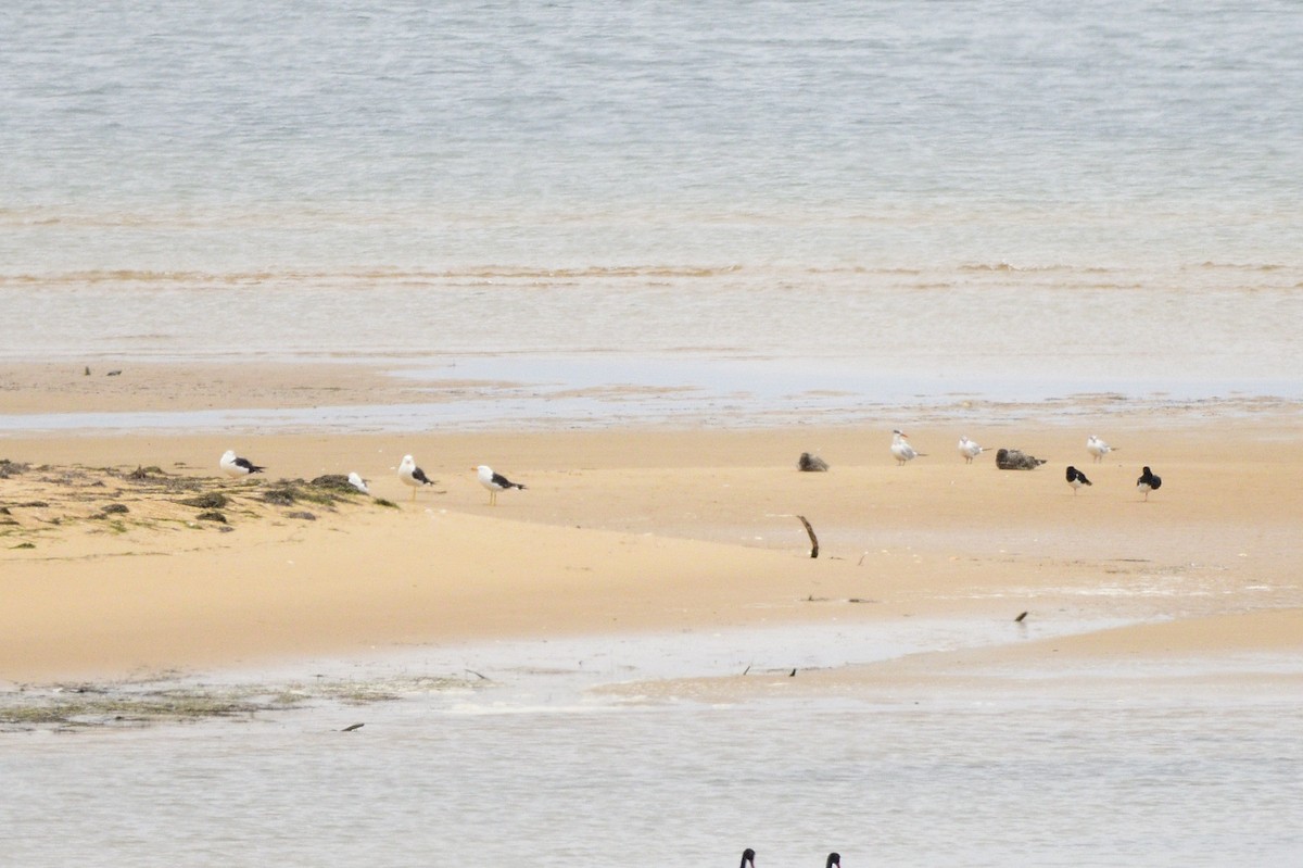 Pacific Gull - ML620093535