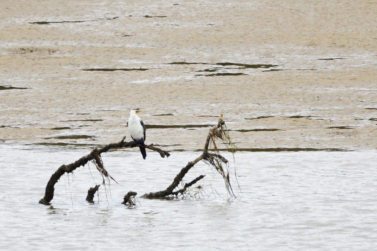 Little Pied Cormorant - ML620093547