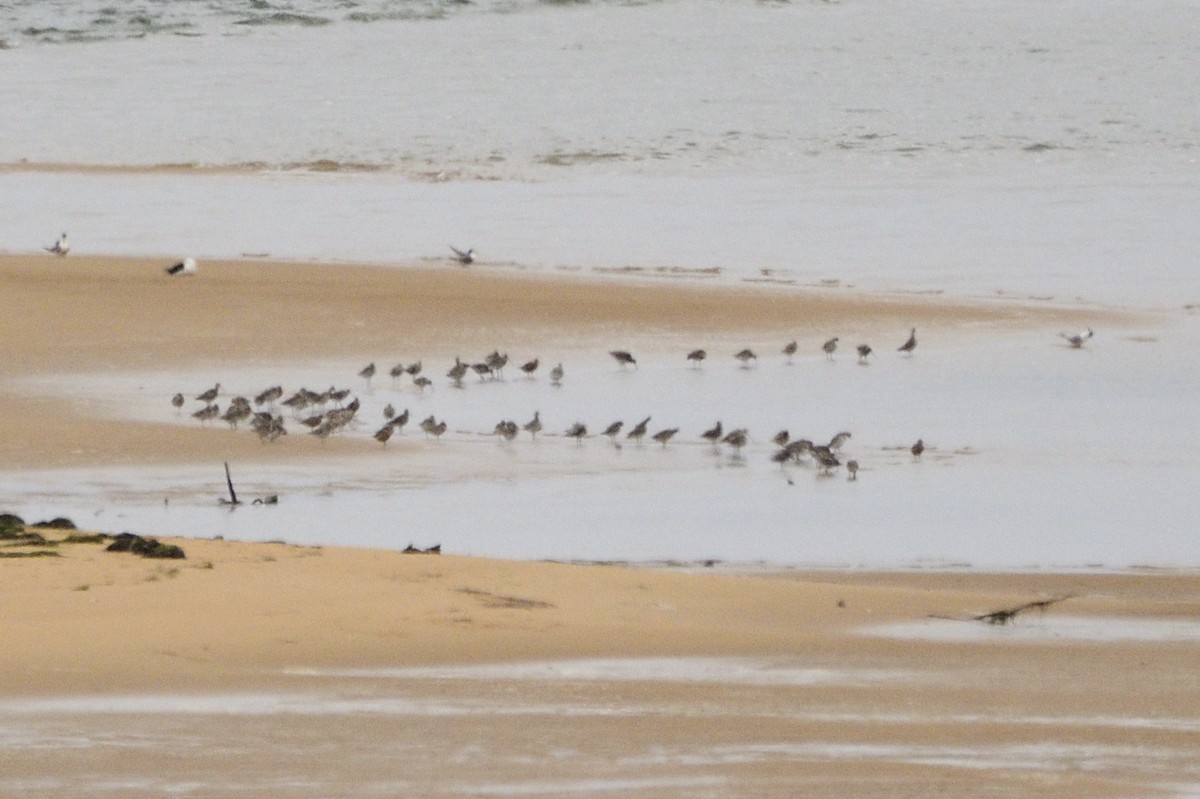 Bar-tailed Godwit - ML620093549