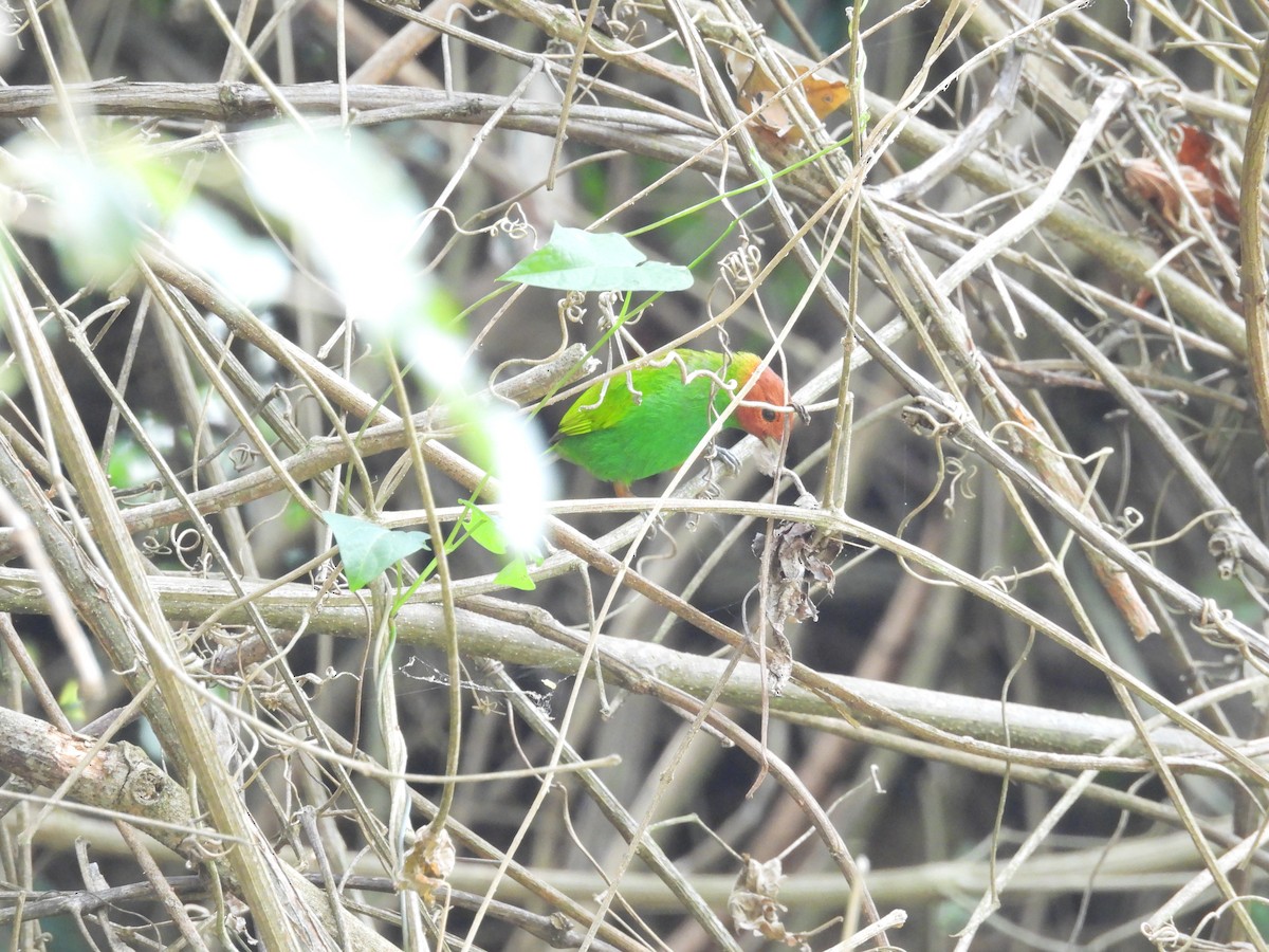 Bay-headed Tanager - ML620093563