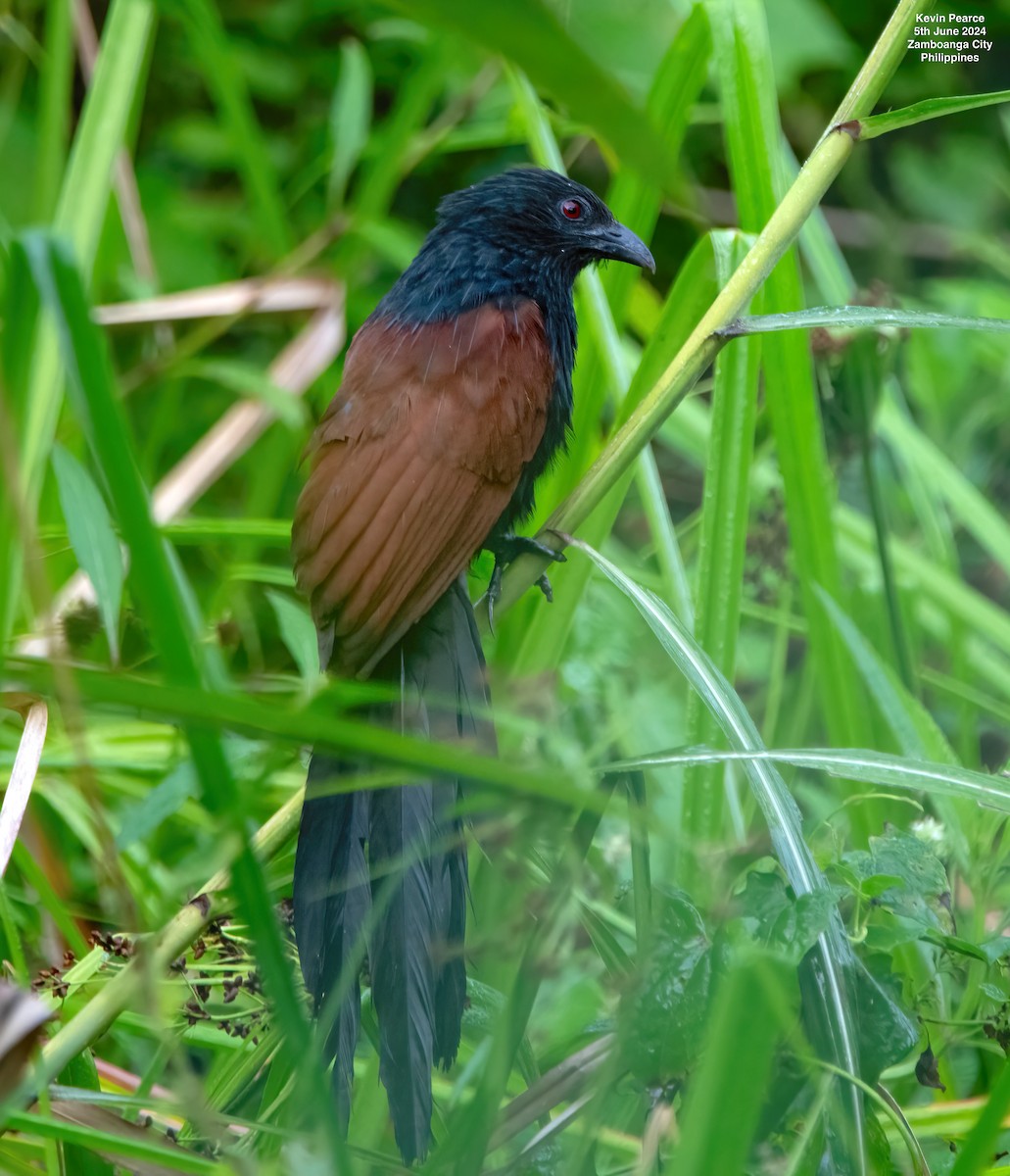 Philippine Coucal - ML620093567