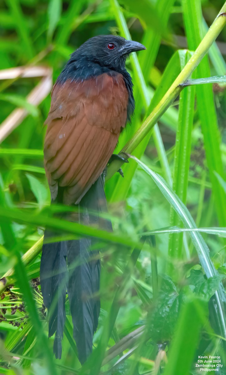 Philippine Coucal - ML620093569