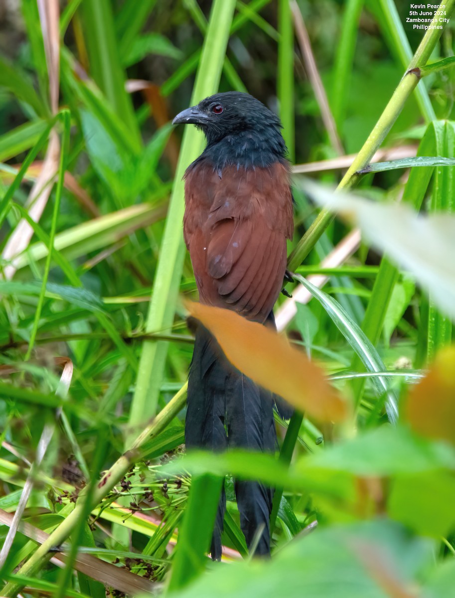 Philippine Coucal - Kevin Pearce