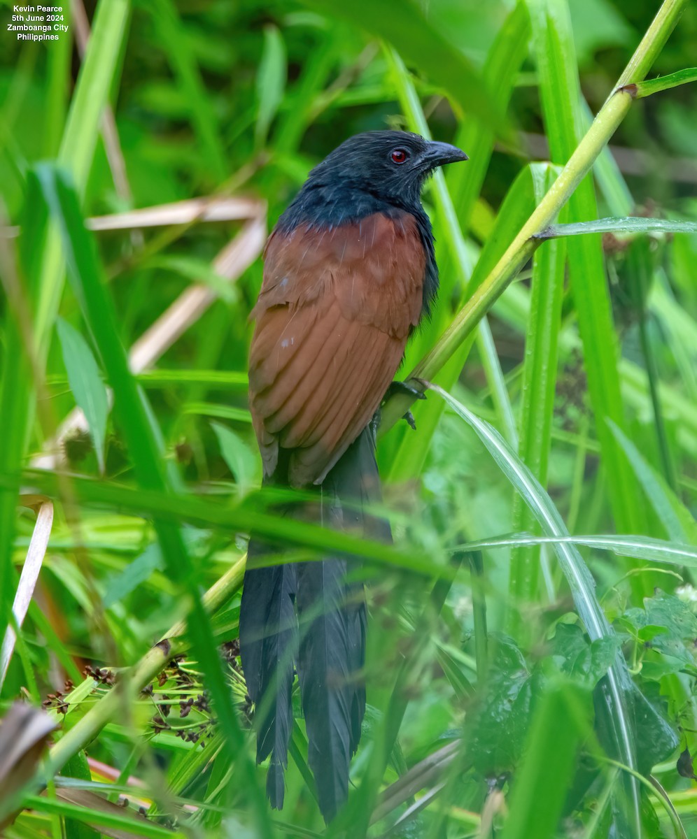 Philippine Coucal - ML620093572