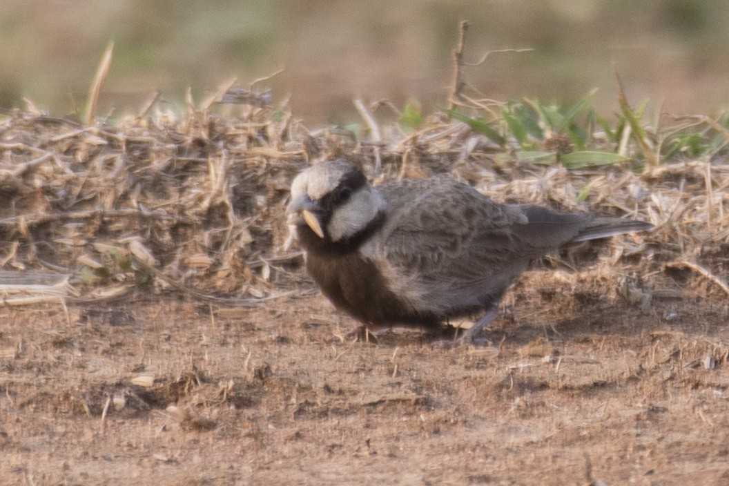 Ashy-crowned Sparrow-Lark - ML620093575