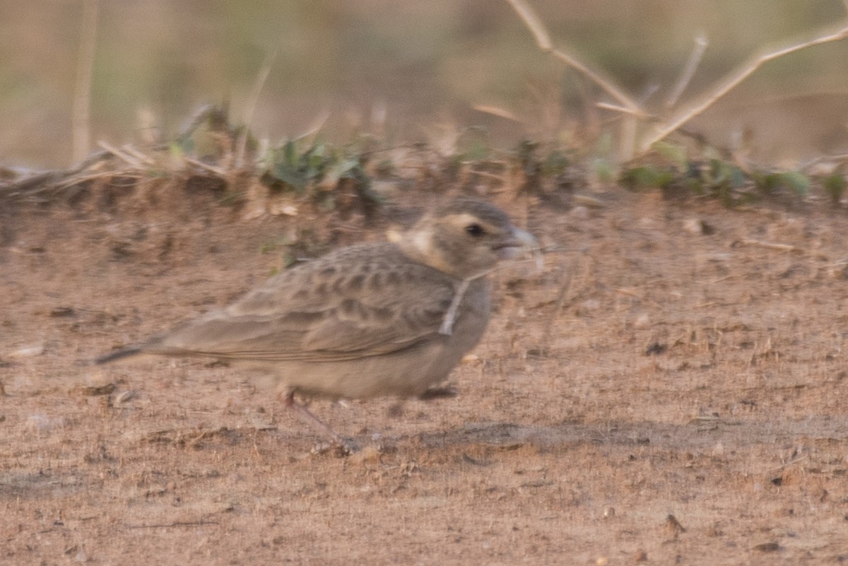 Ashy-crowned Sparrow-Lark - ML620093576