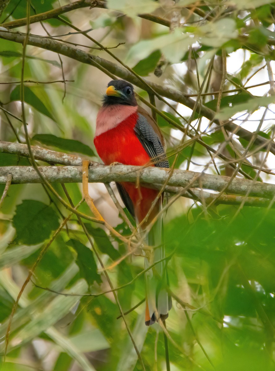 Philippine Trogon - ML620093582