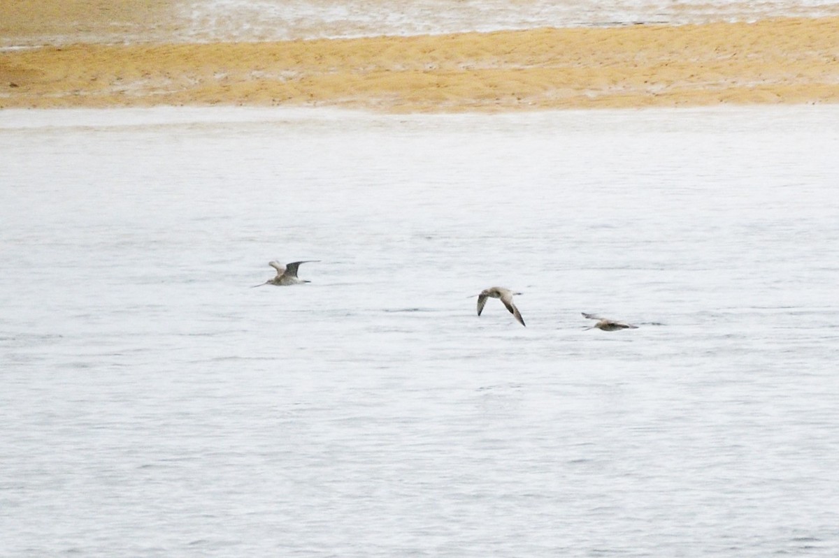 Bar-tailed Godwit - ML620093593