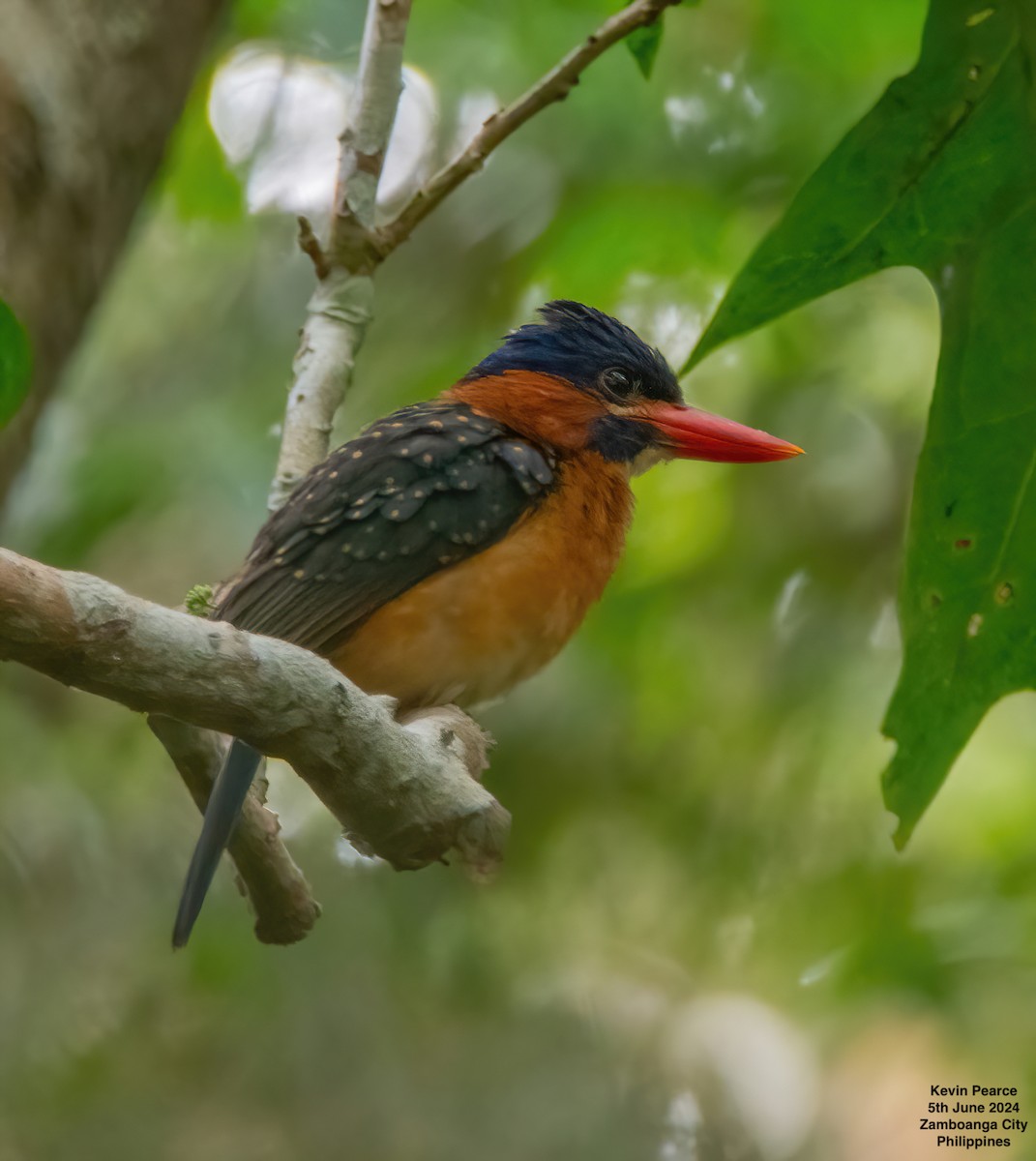 Blue-capped Kingfisher - ML620093594