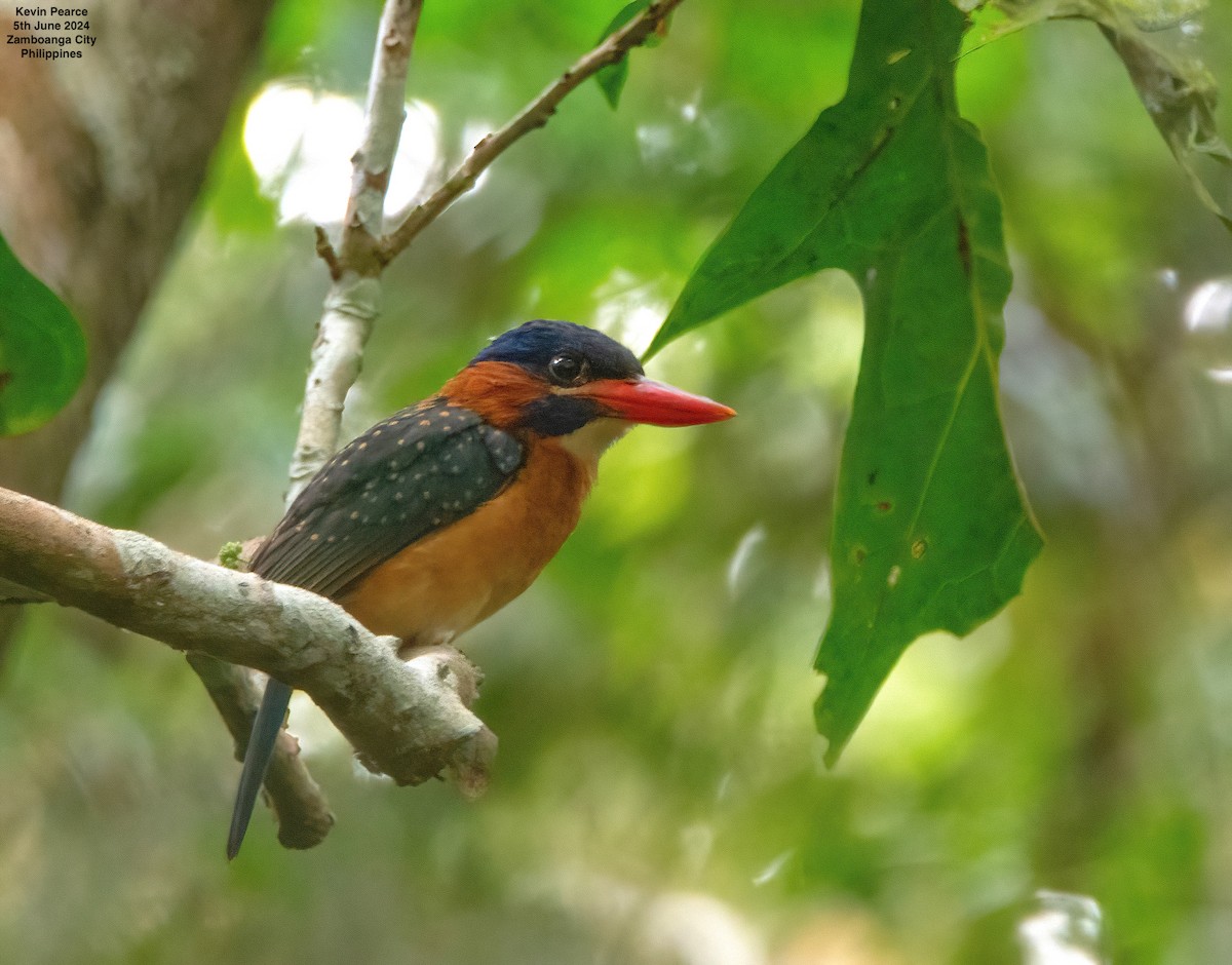 Blue-capped Kingfisher - ML620093595