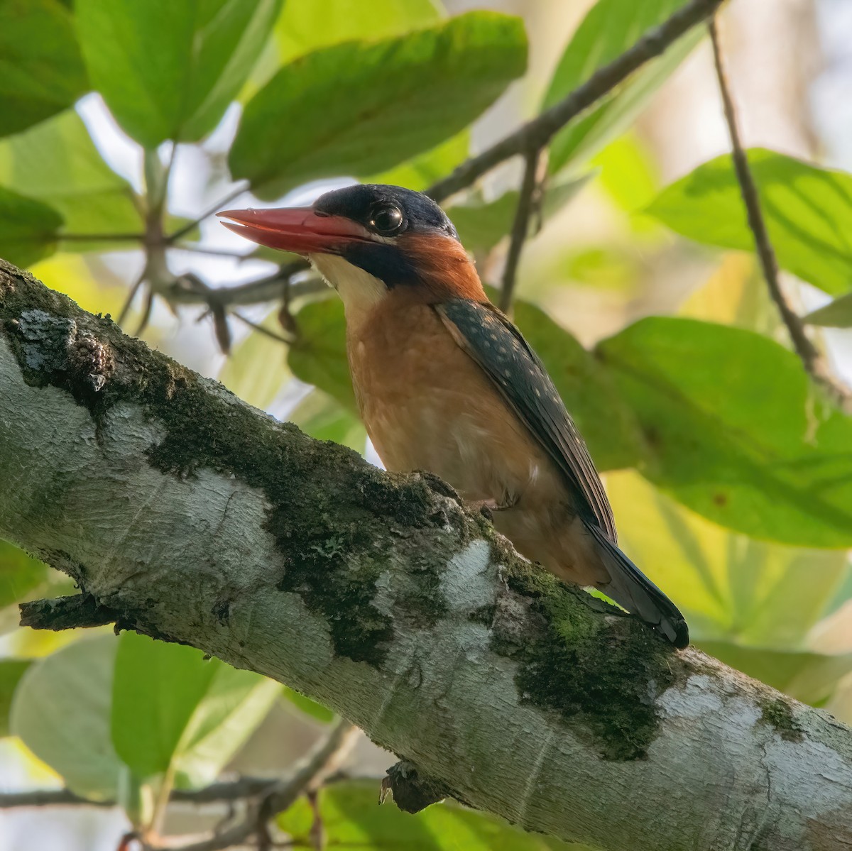 Blue-capped Kingfisher - ML620093596