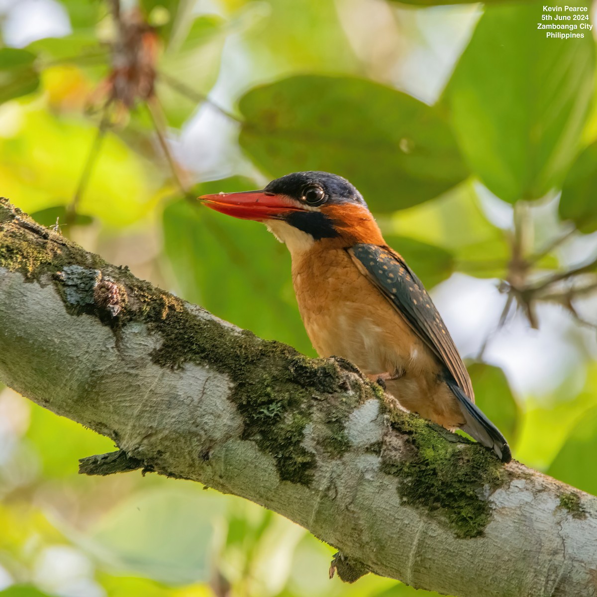 Blue-capped Kingfisher - ML620093597