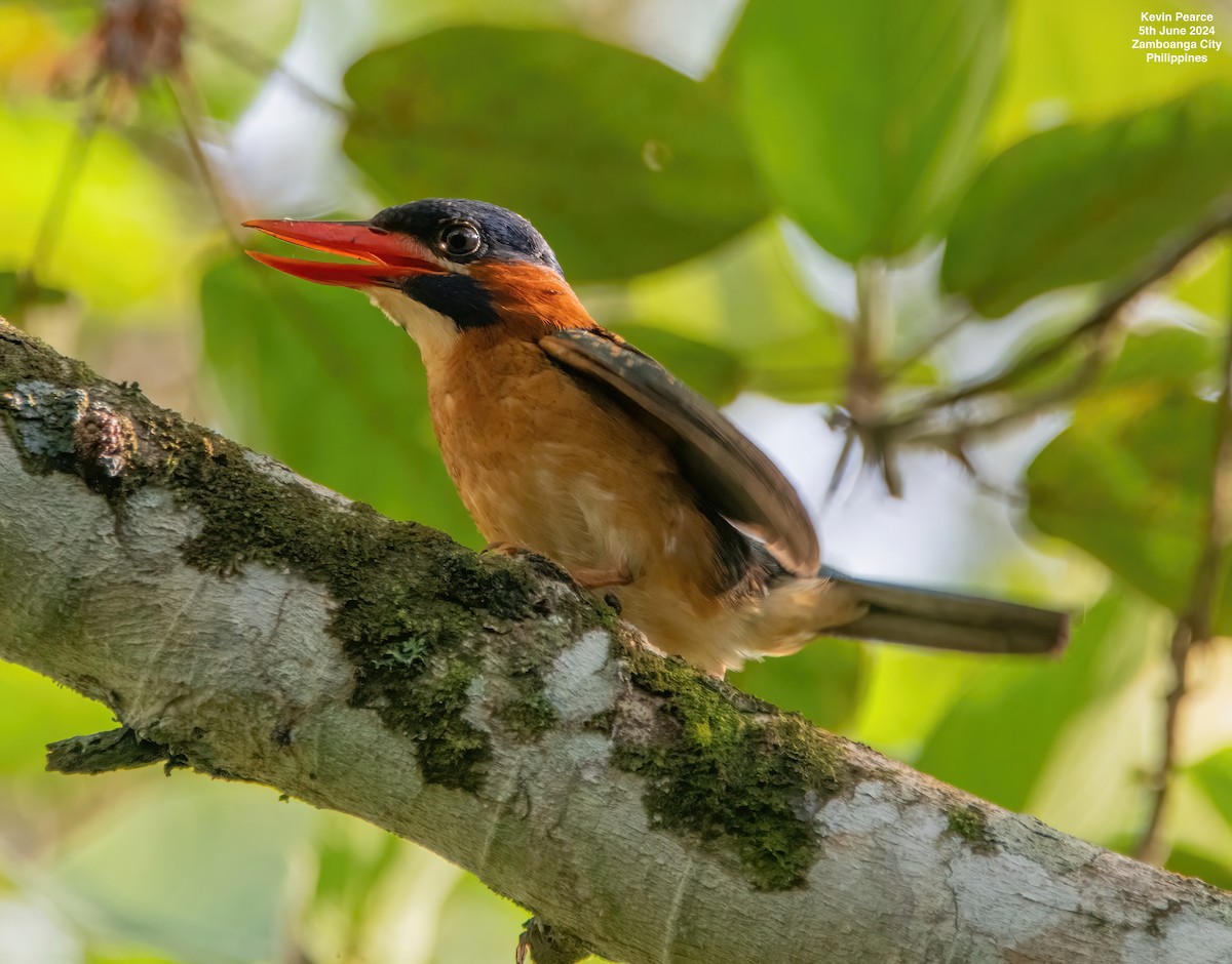 Blue-capped Kingfisher - Kevin Pearce