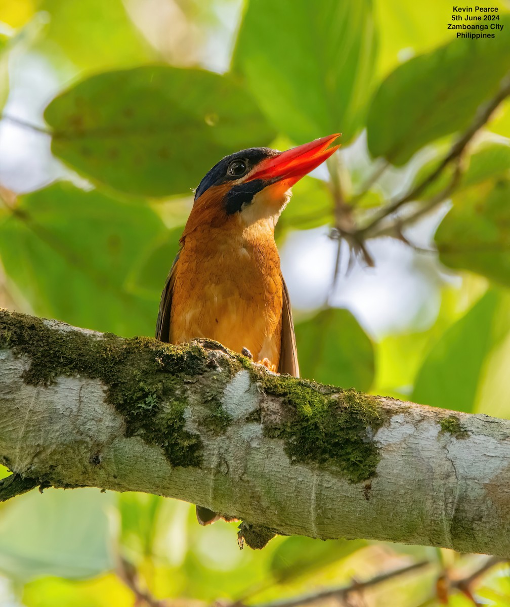 Blue-capped Kingfisher - ML620093599