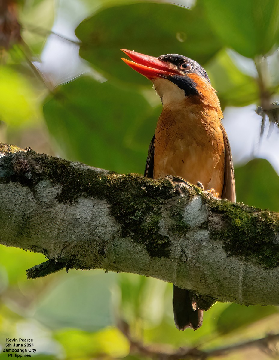 Blue-capped Kingfisher - Kevin Pearce