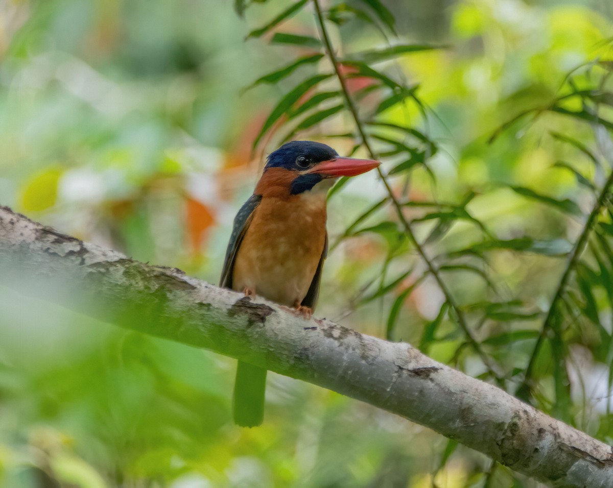 Blue-capped Kingfisher - ML620093601