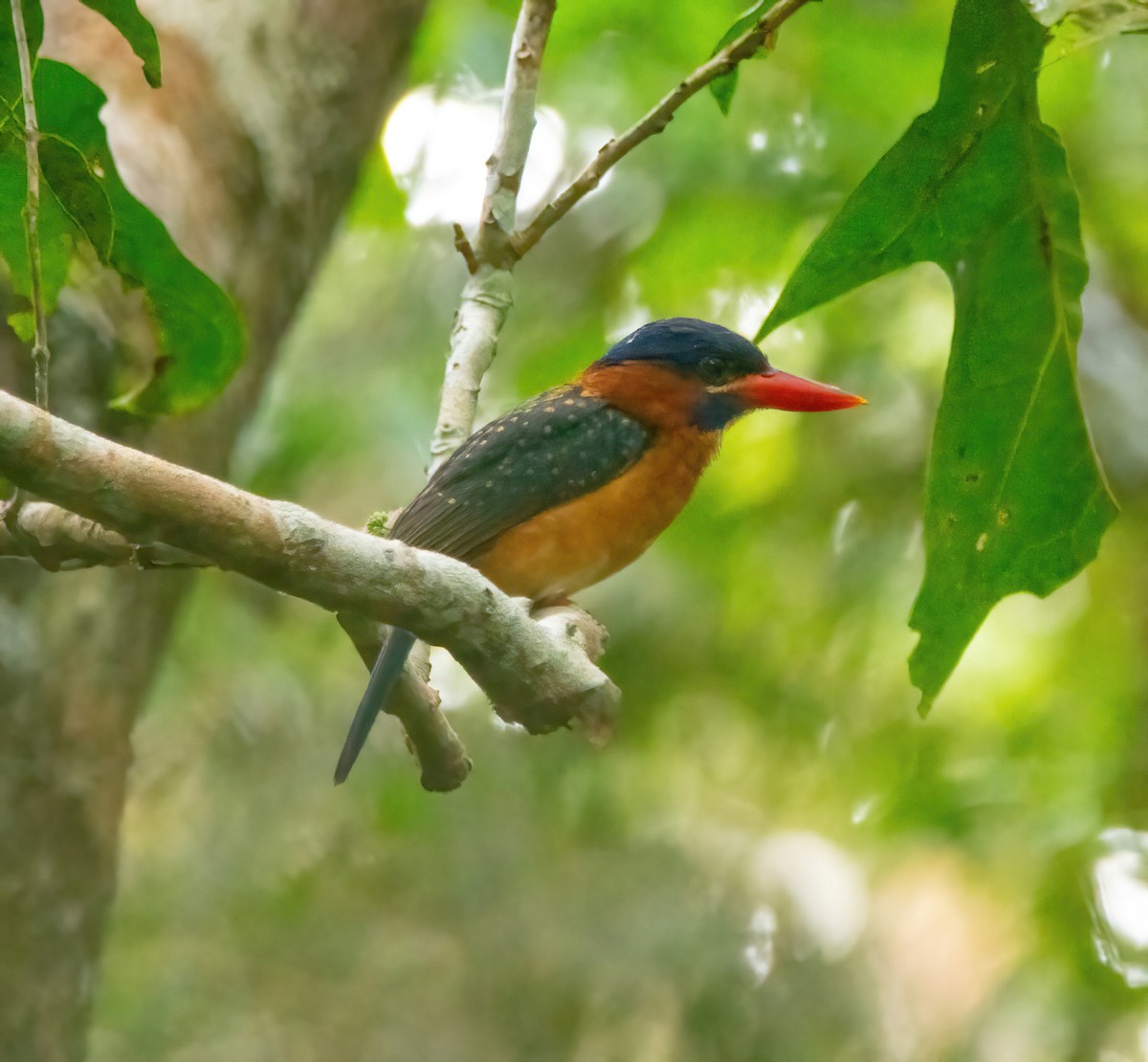 Blue-capped Kingfisher - Kevin Pearce